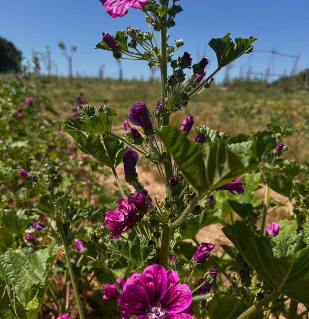 508393463_18130675900428645_4114312595762844240_n