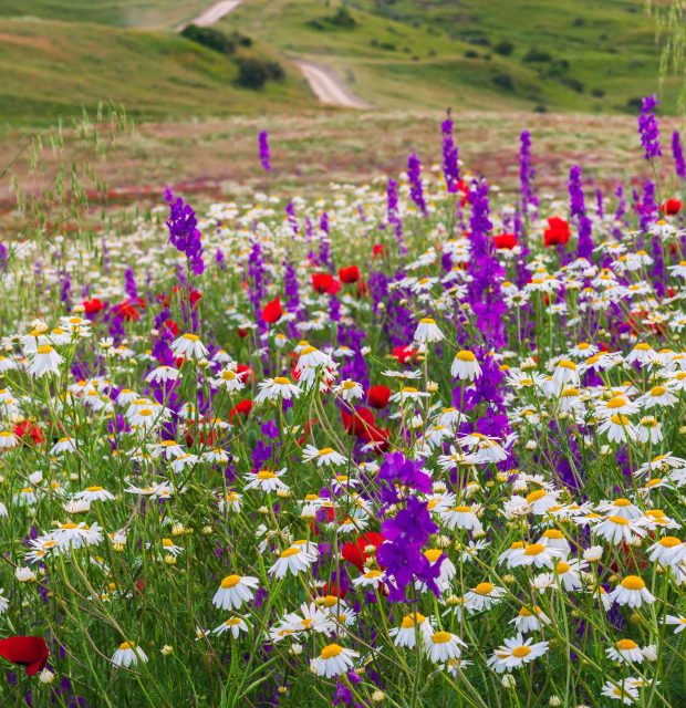 multicolored-wildflowers-on-a-highland-meadow-2025-02-12-01-47-13-utc-min